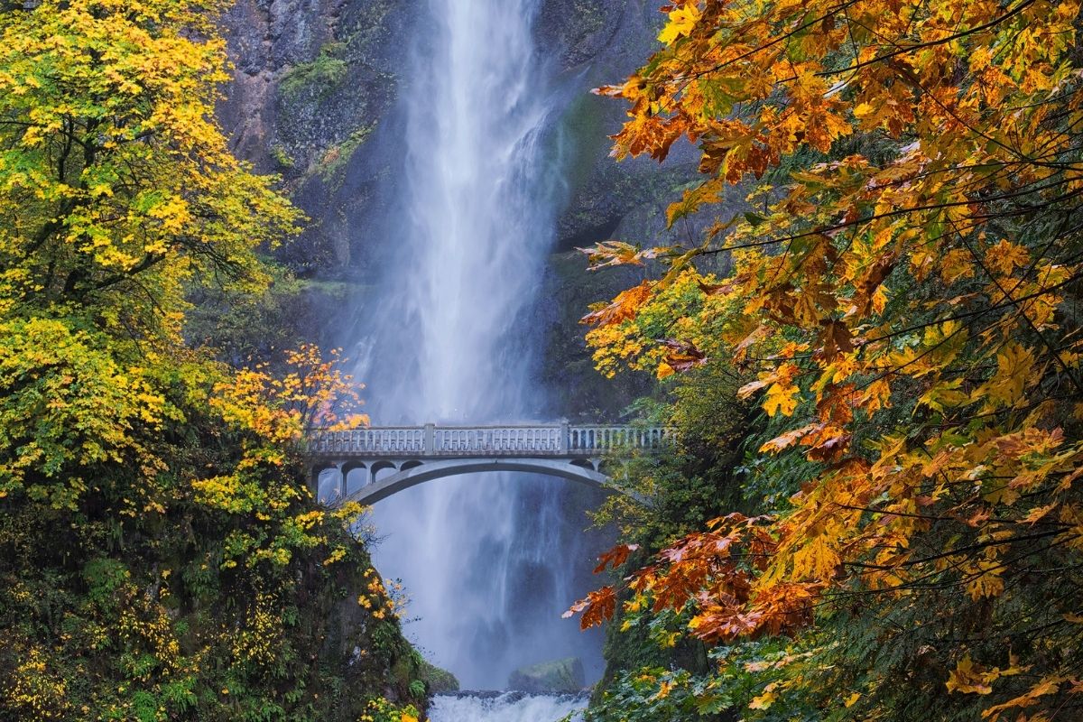 Famous waterfall behind a bridge at the Columbia River Gorge with yellowing trees around it